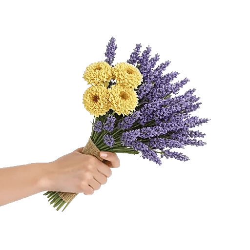 Lavender Fields Forever