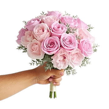 Pastel Pink Roses