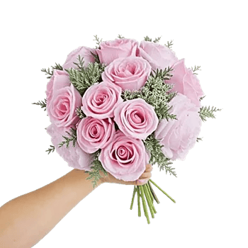 Pastel Pink Roses