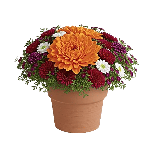 Petal Radiance Bliss