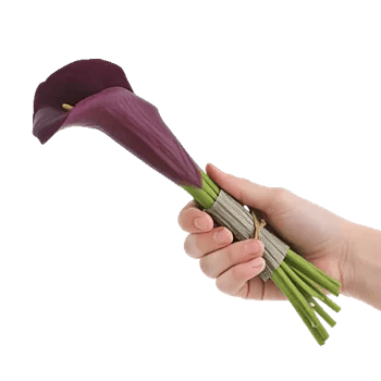 Elegant Calla Lilies