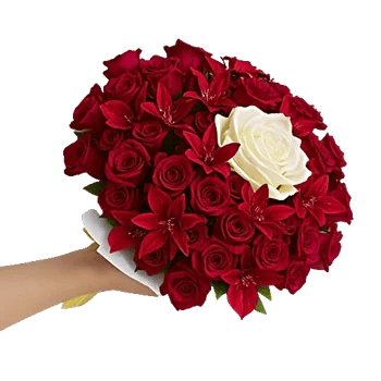 Blushing Rose Symphony
