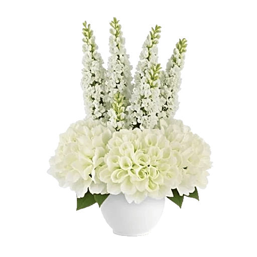 Ivory Blossom Radiance