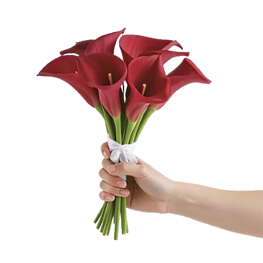Elegant Calla Lilies