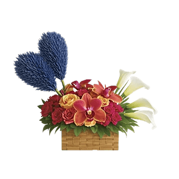 Serenity Orchid Bloom