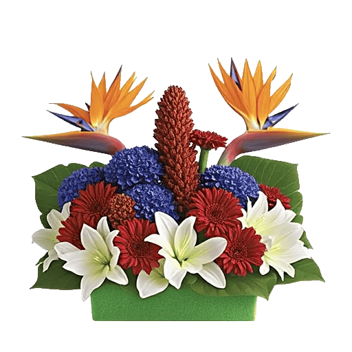 Petal Radiance Bliss