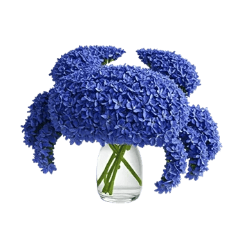 Serenity Blossom Grace