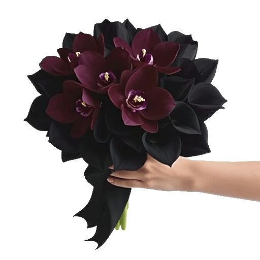 Modern White Orchids