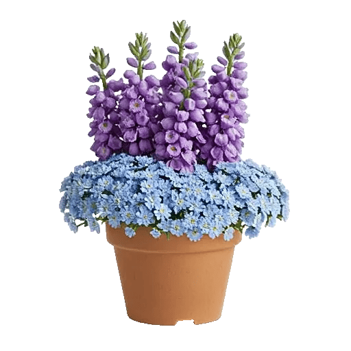 Lavender Fields Forever