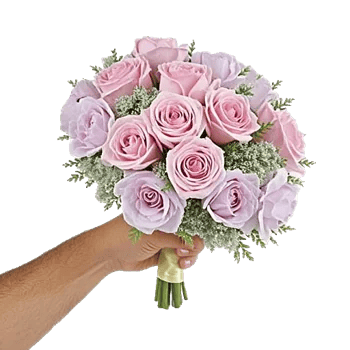 Pastel Pink Roses