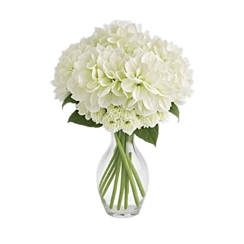 Ivory Blossom Radiance