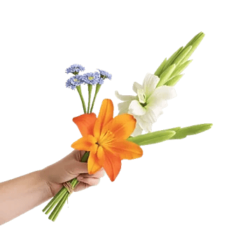 Blossom Petal Serenity