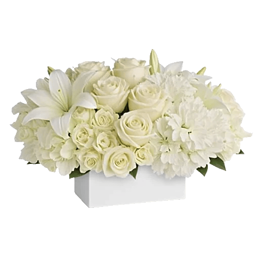 Ivory Blossom Radiance