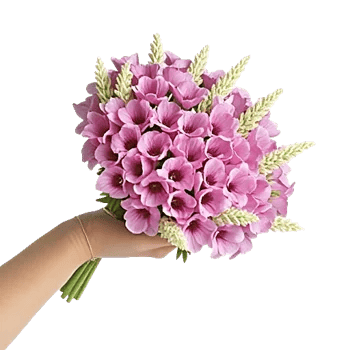 Petal Softness Display