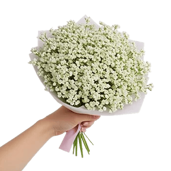 Blossom Radiant Whisper