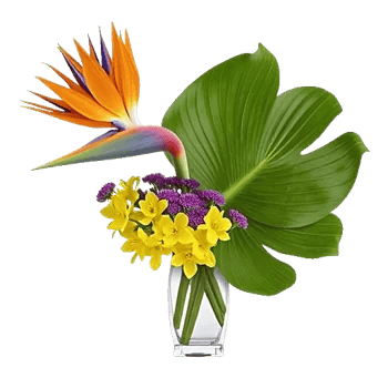 Petal Radiance Bliss