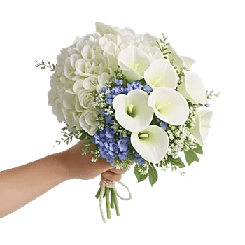 Serene Petal Harmony