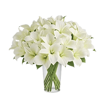 Elegant Calla Lilies