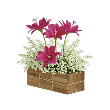 Graceful Lily Display
