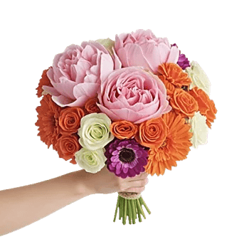 Peony Petal Harmony