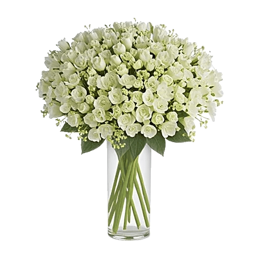 Ivory Blossom Radiance