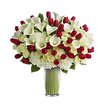 Elegant Calla Lilies