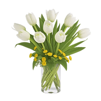 Velvet Tulip Display