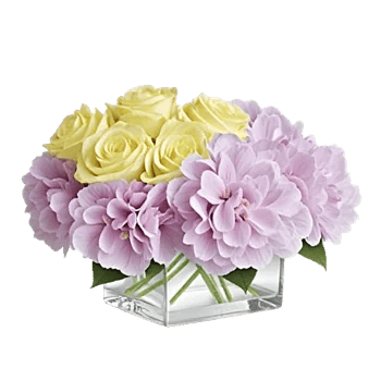 Serene Petal Harmony