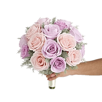 Pastel Pink Roses