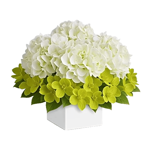 Minimalist White Orchids