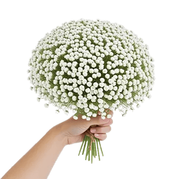 Blossom Radiant Whisper