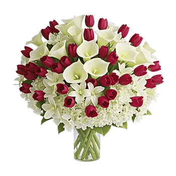 Elegant Calla Lilies