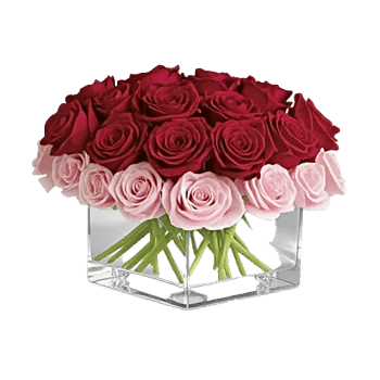 Crimson Rose Elegance
