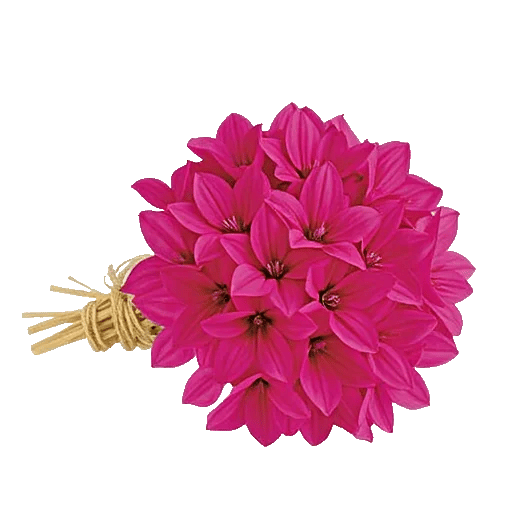 Blushing Rose Symphony