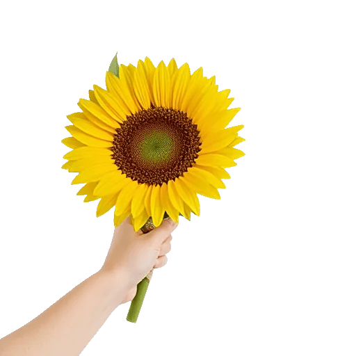 Amber Sunflower Glow