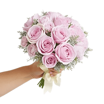 Pastel Pink Roses