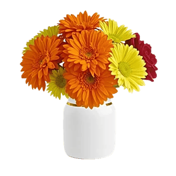 Vibrant Orange Delight