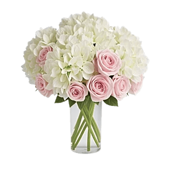 Ivory Blossom Radiance