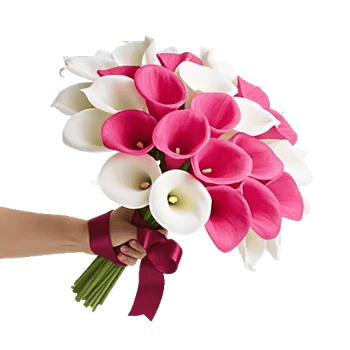 Elegant Calla Lilies
