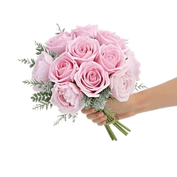 Pastel Pink Roses