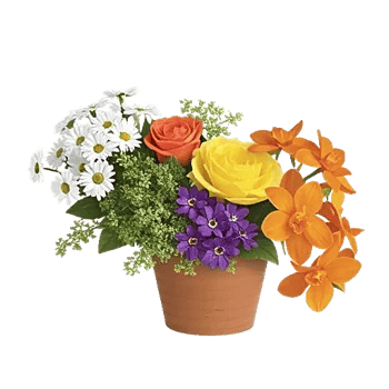 Petal Radiance Bliss