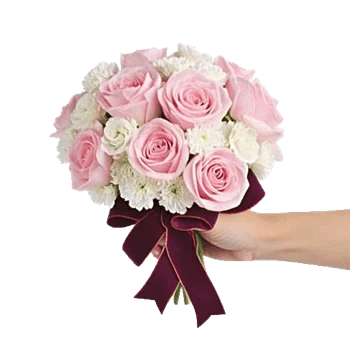 Pastel Pink Roses