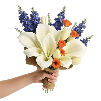 Elegant Calla Lilies