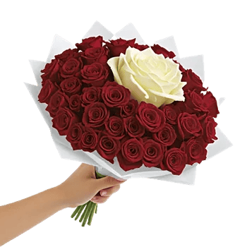 Blushing Rose Symphony