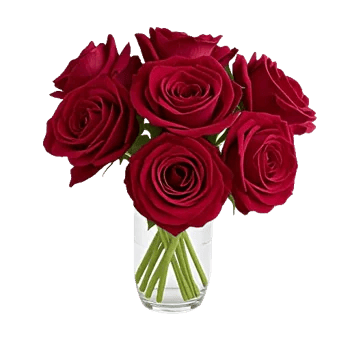 Crimson Rose Elegance