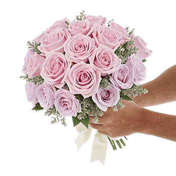 Pastel Pink Roses
