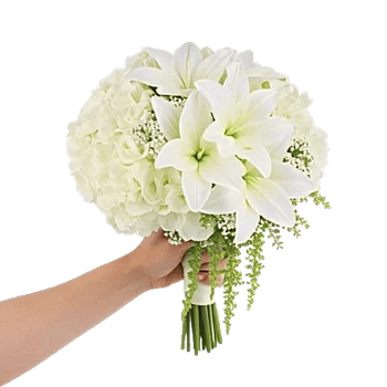 Ivory Garden Grace