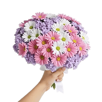 Blushing Rose Symphony