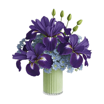 Ivory Blossom Radiance