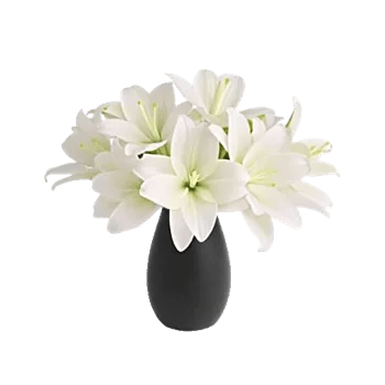 Modern White Orchids